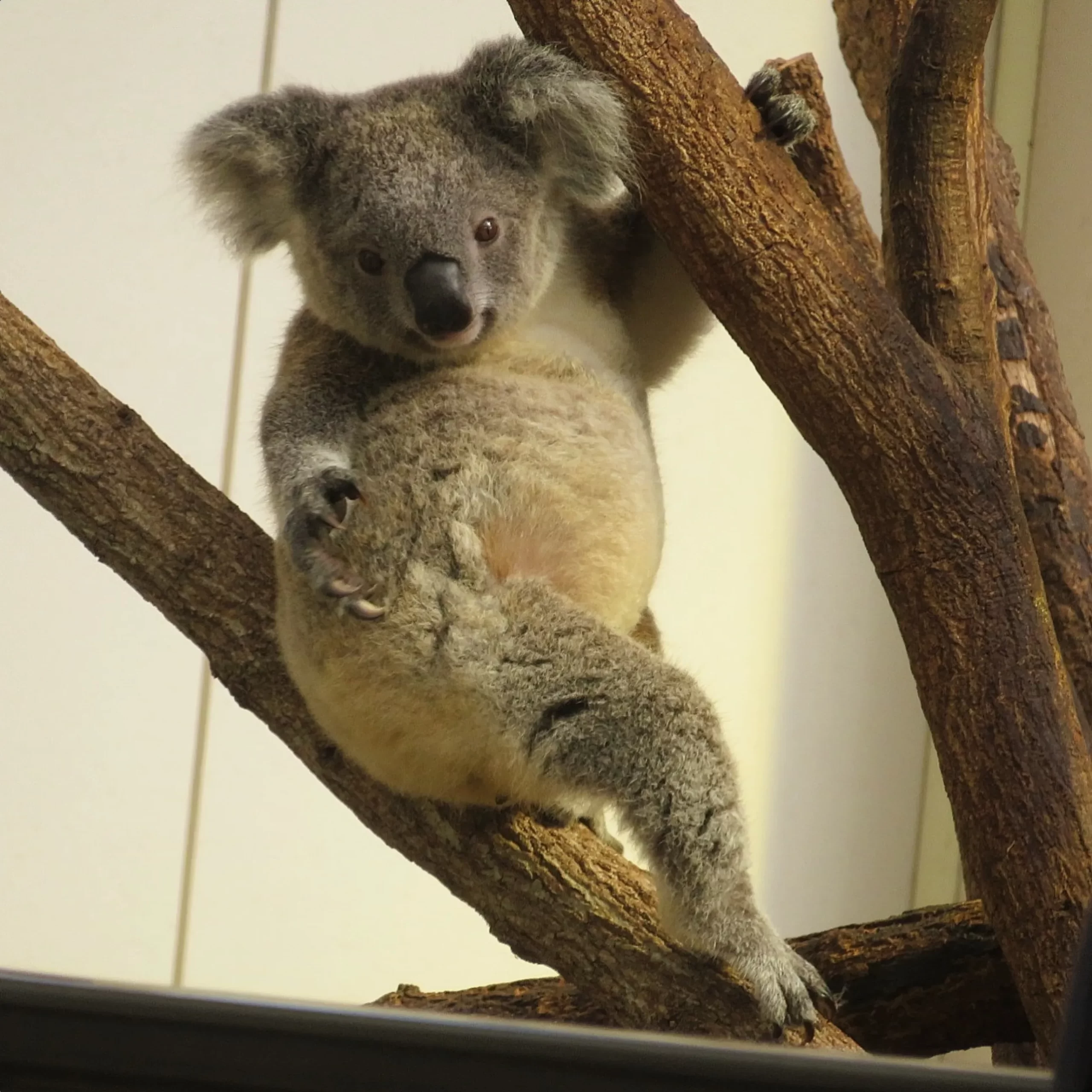 Koalas in the Blue Mountains