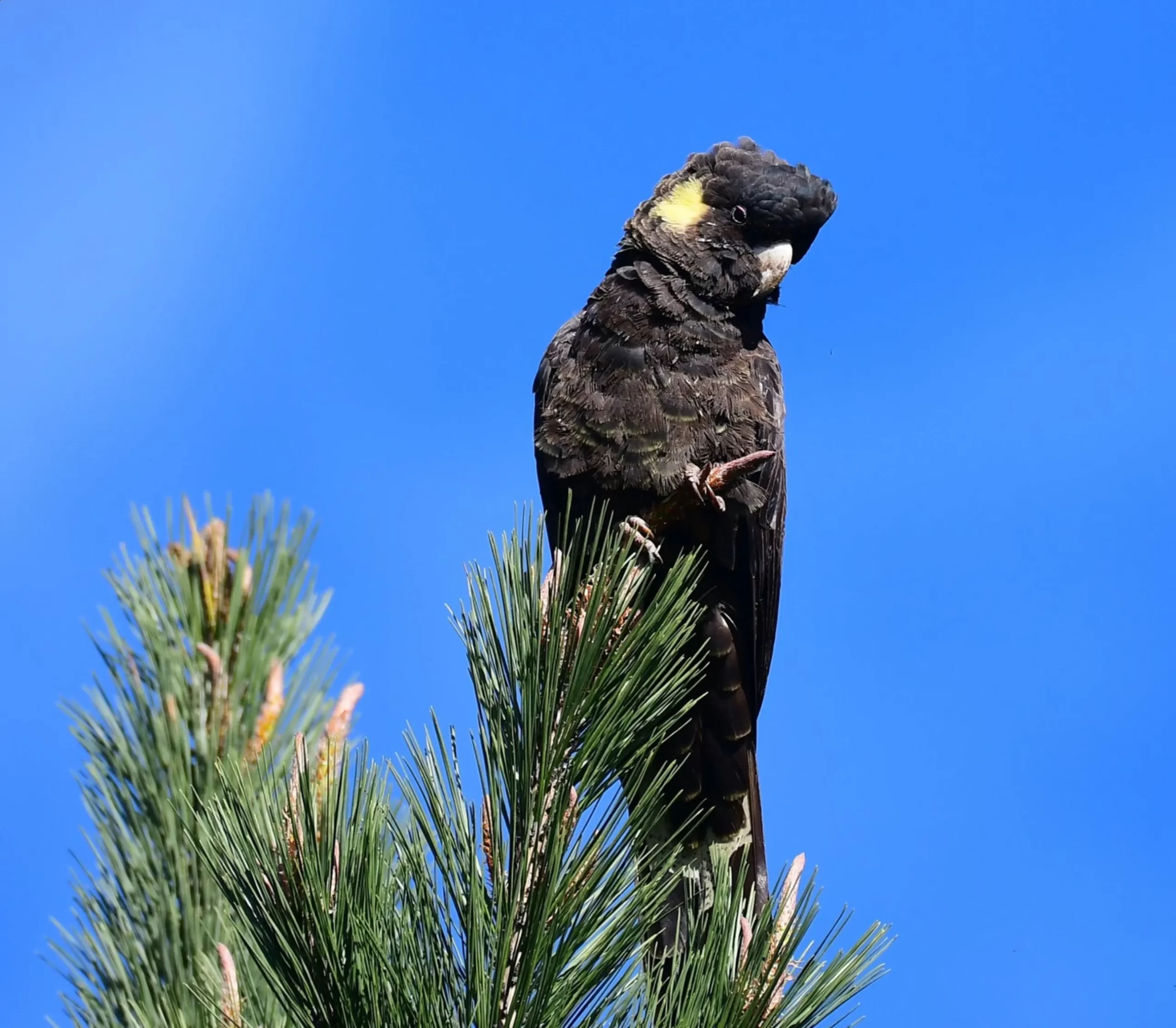 black cockatoos, Blue Mountains