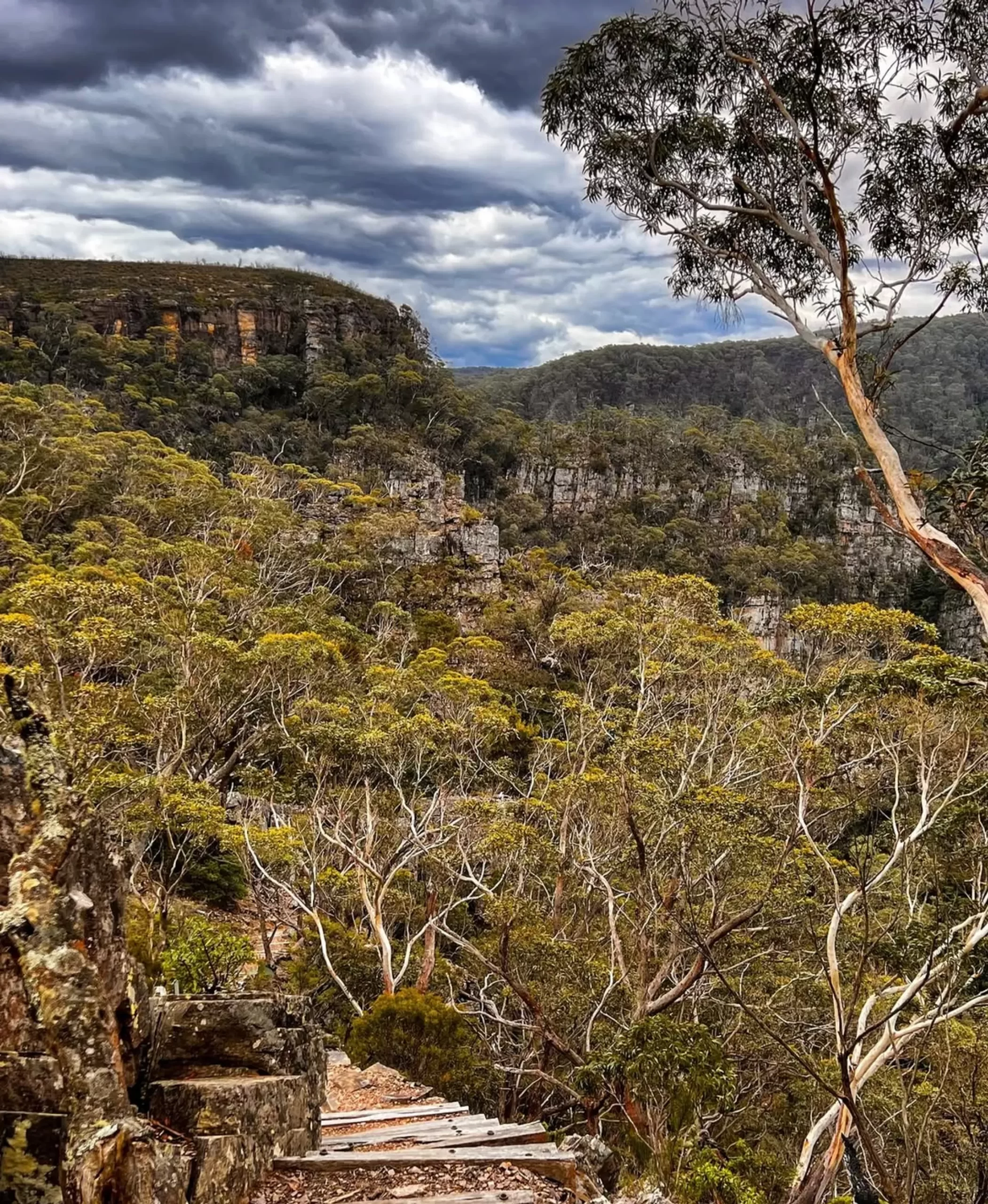 eucalypt species, Blue Mountains