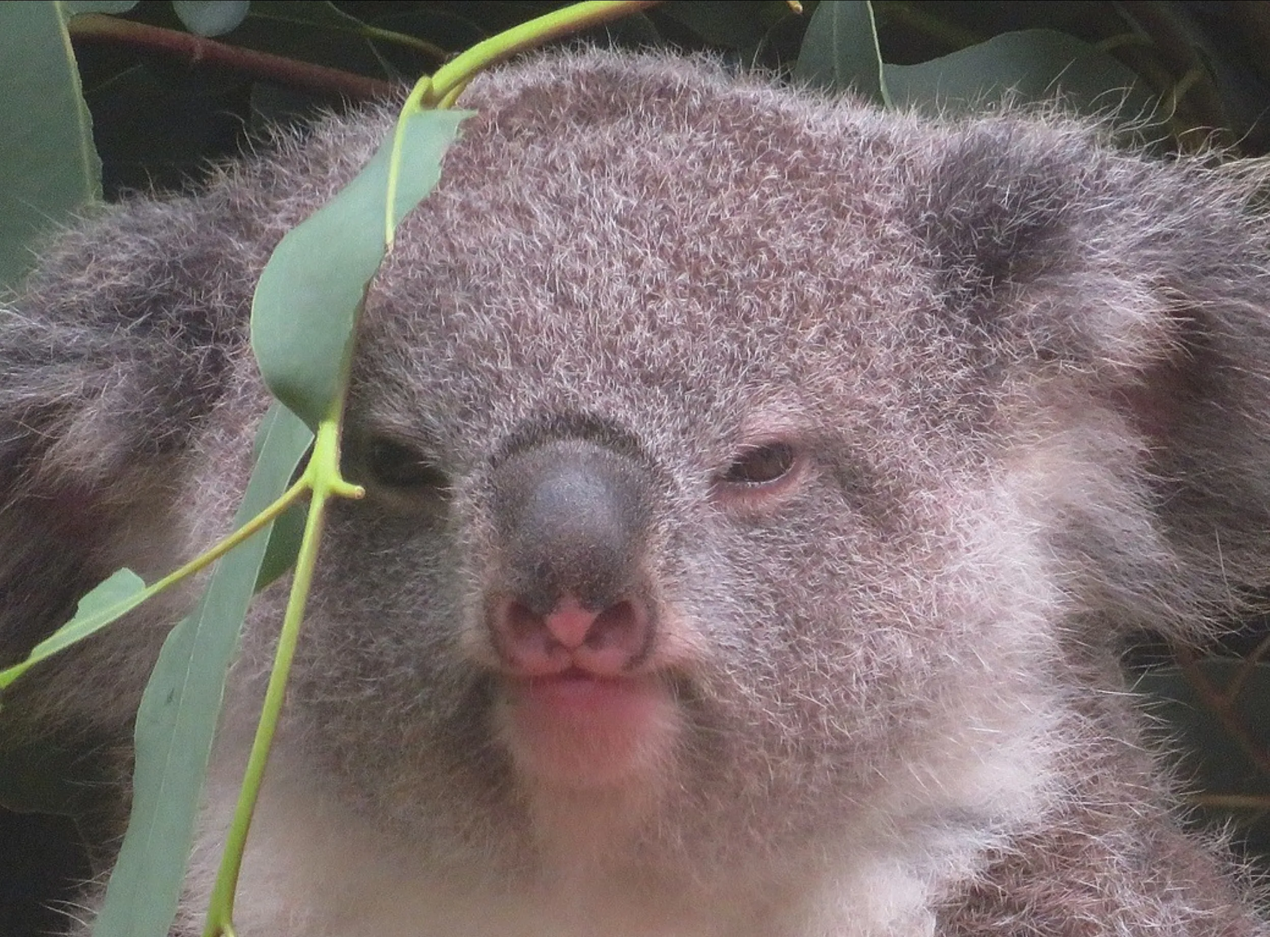 koala habitats, Blue Mountains