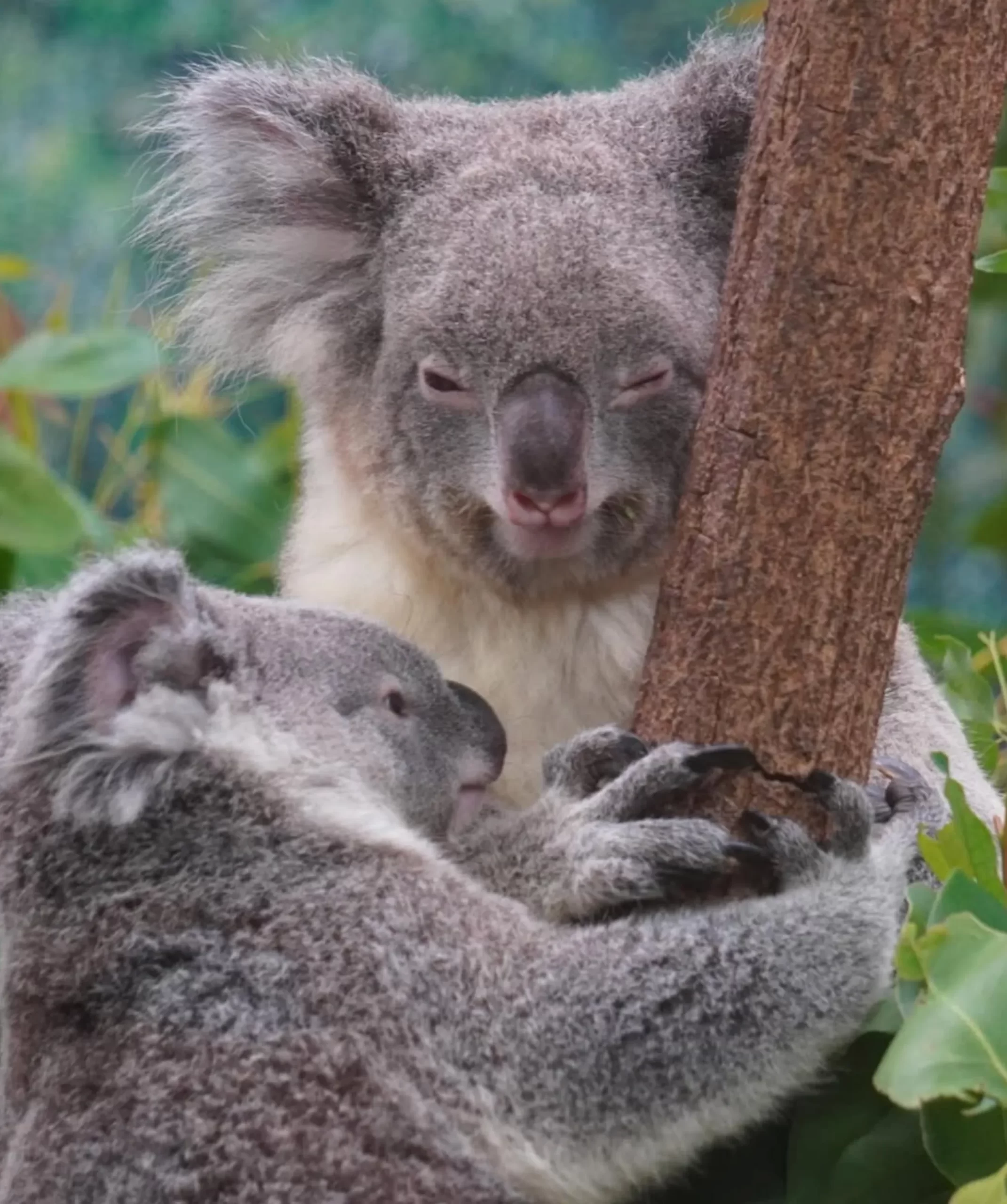 koala population, Blue Mountains