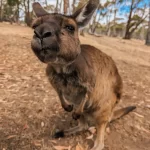 Are There Kangaroos in Kakadu? Discover Wildlife in the NT