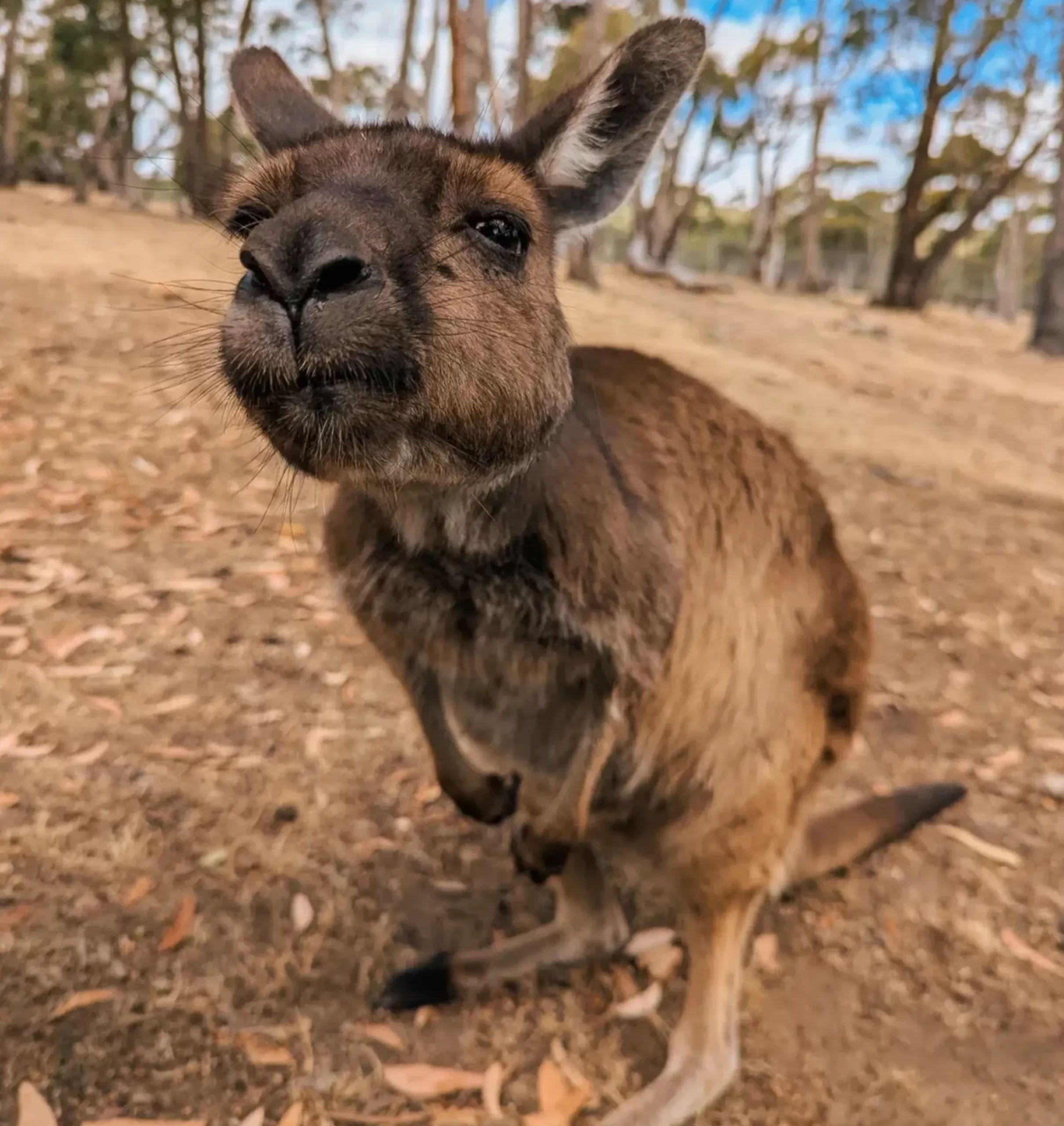 Kangaroos in Kakadu