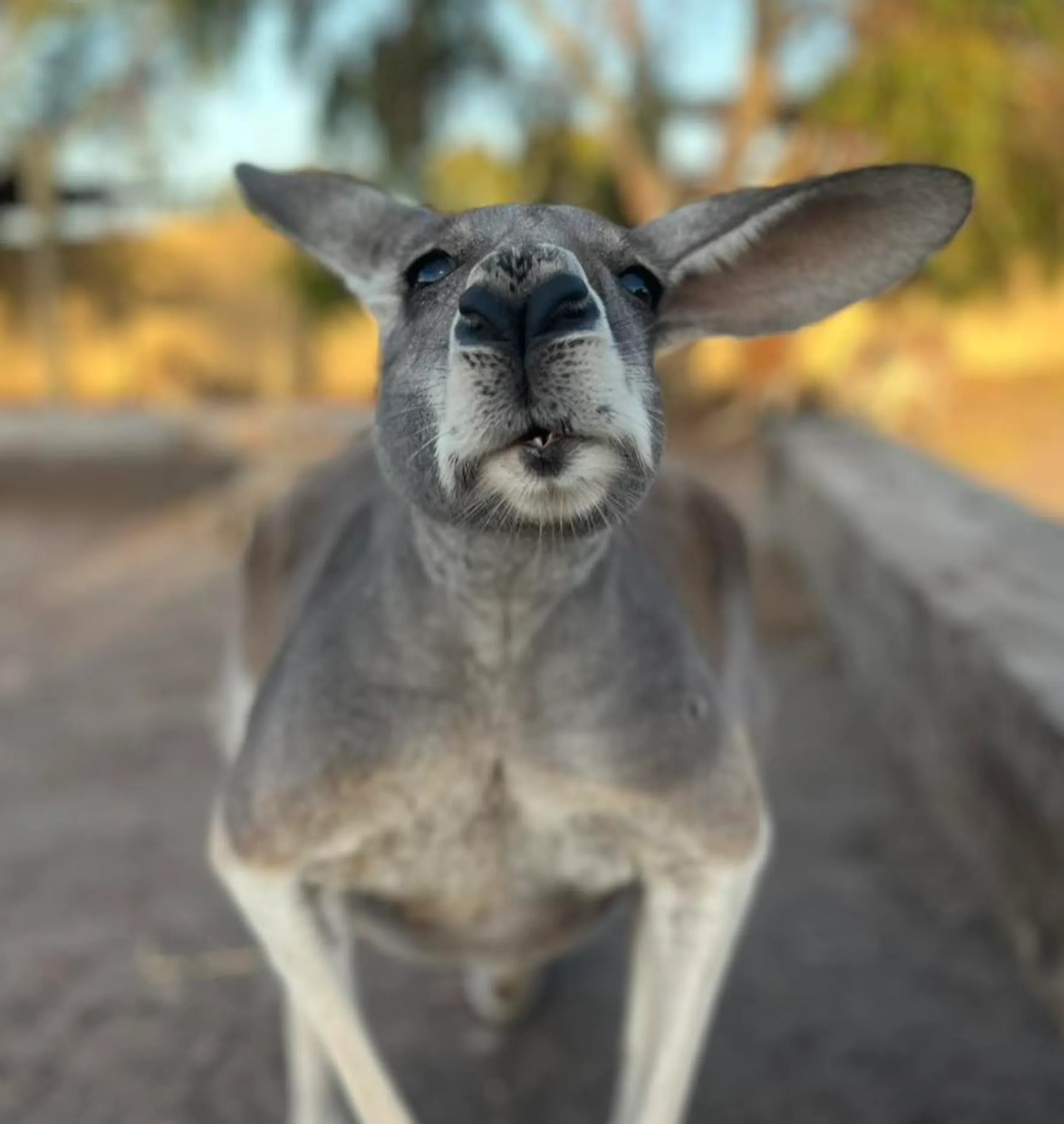 immersive adventure, Kakadu